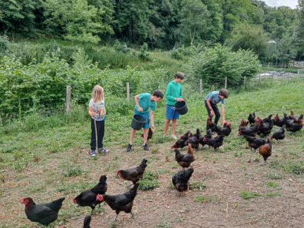 cotcot poules