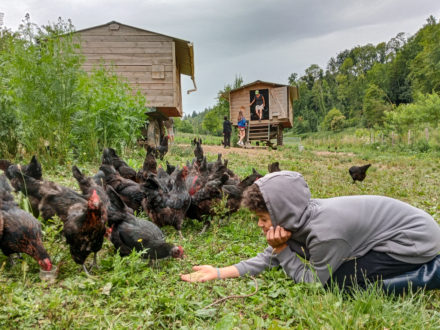 cotcot poules2