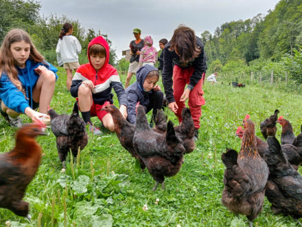 cotcot poules3